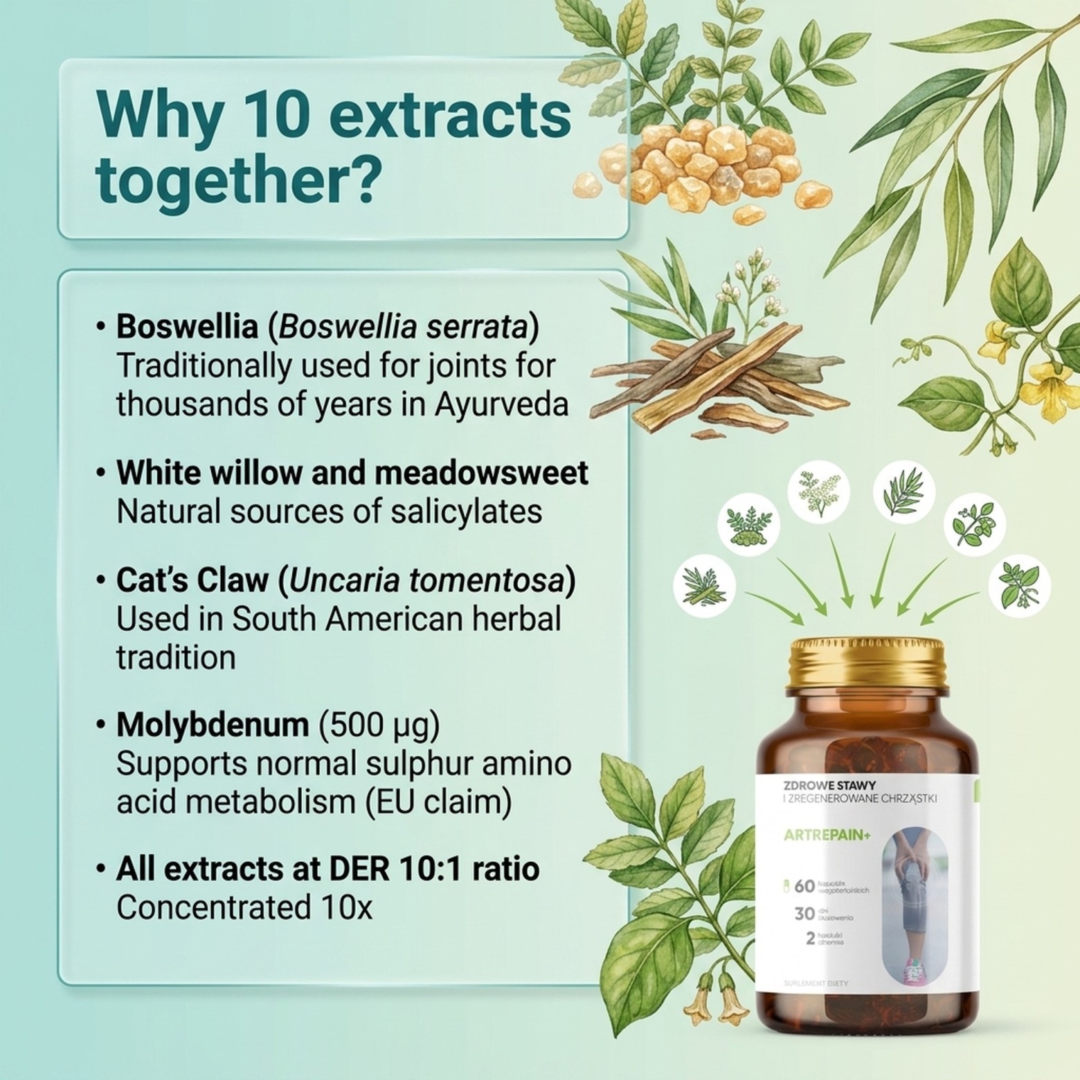 Artrepain+ - Boswellia + Ledebouriella + Achyranthes for Joint Support