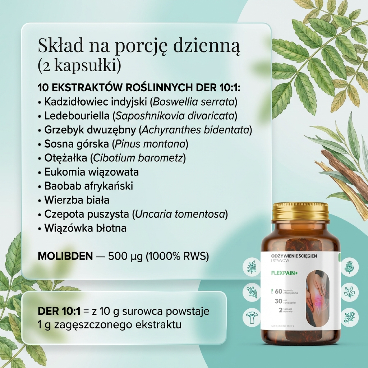 Artrepain+ - Kadzidłowiec + Ledebouriella + Grzebyk dwuzębny na stawy