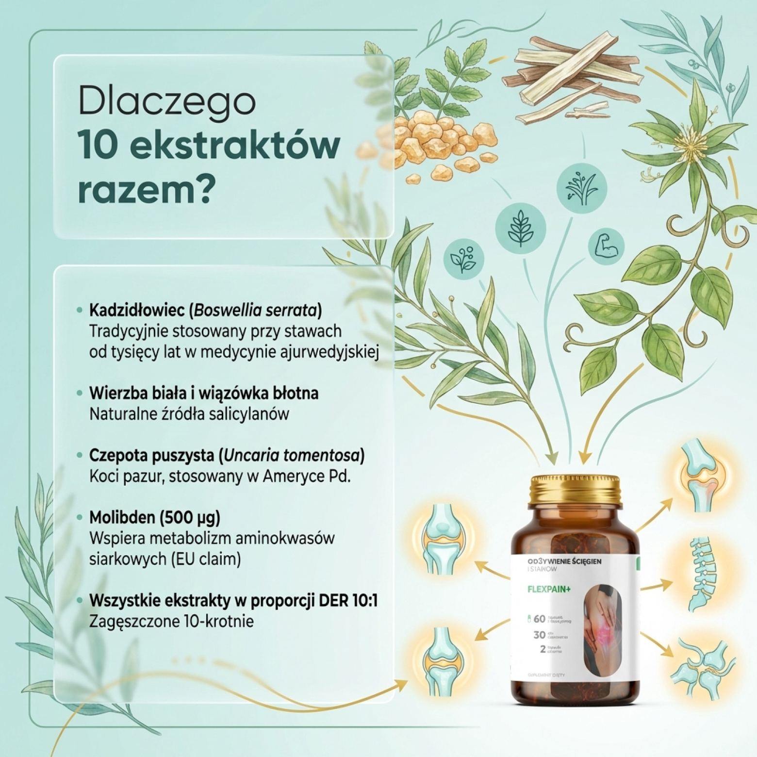Artrepain+ - Kadzidłowiec + Ledebouriella + Grzebyk dwuzębny na stawy