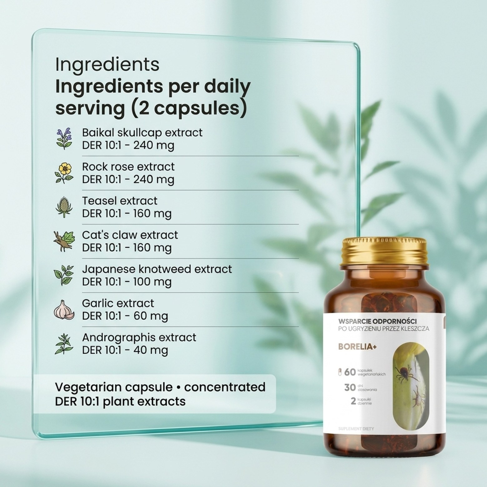 Borelia+ - Baikal Skullcap + Rock Rose + Teasel in a botanical formula