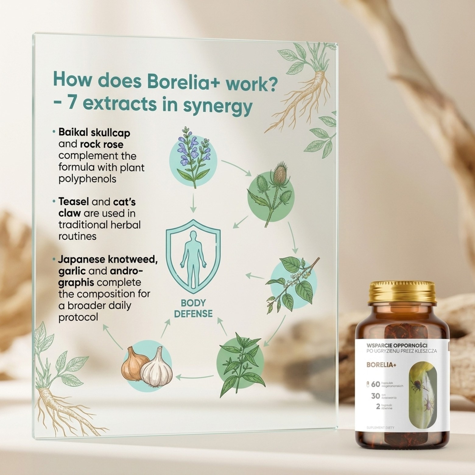 Borelia+ - Baikal Skullcap + Rock Rose + Teasel in a botanical formula