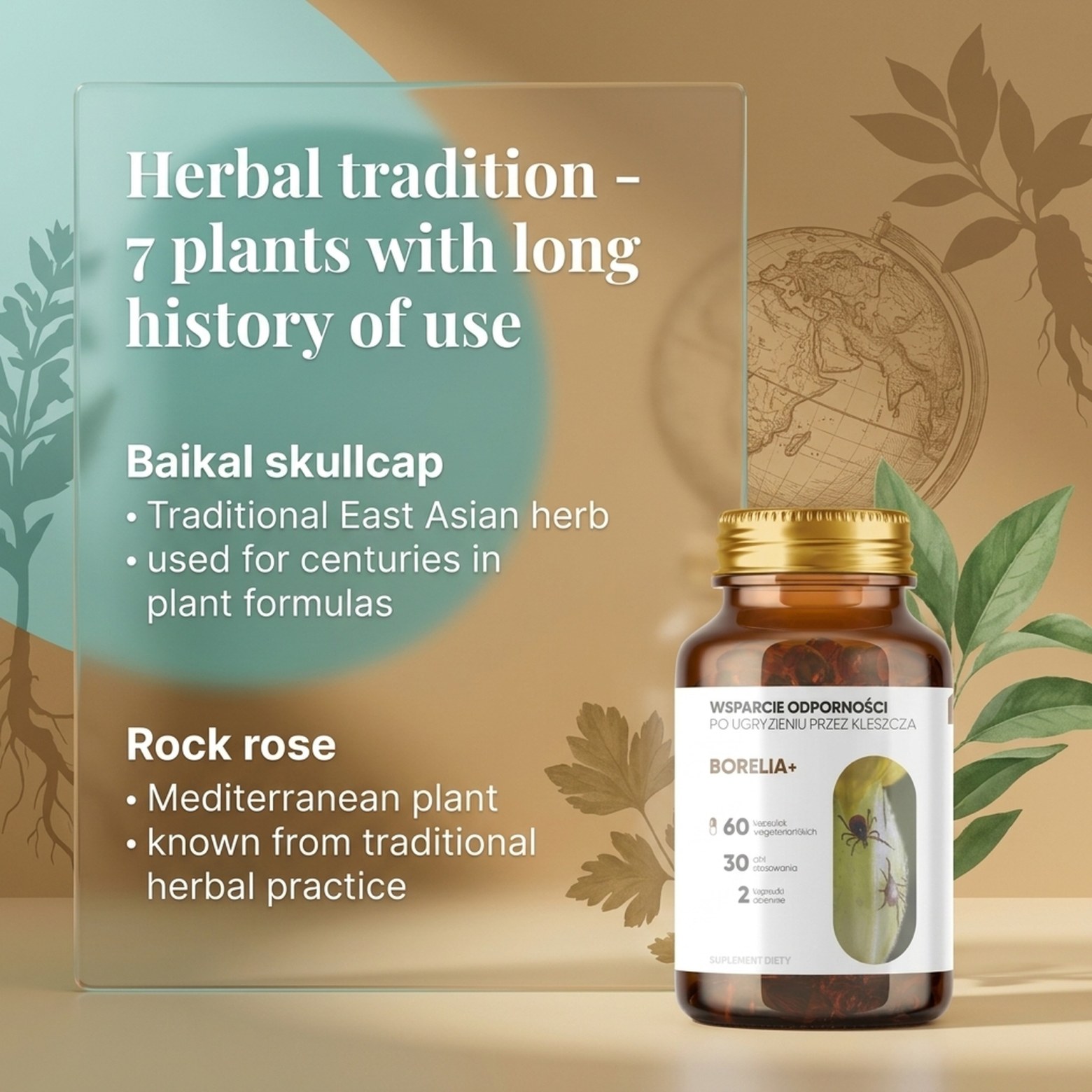 Borelia+ - Baikal Skullcap + Rock Rose + Teasel in a botanical formula