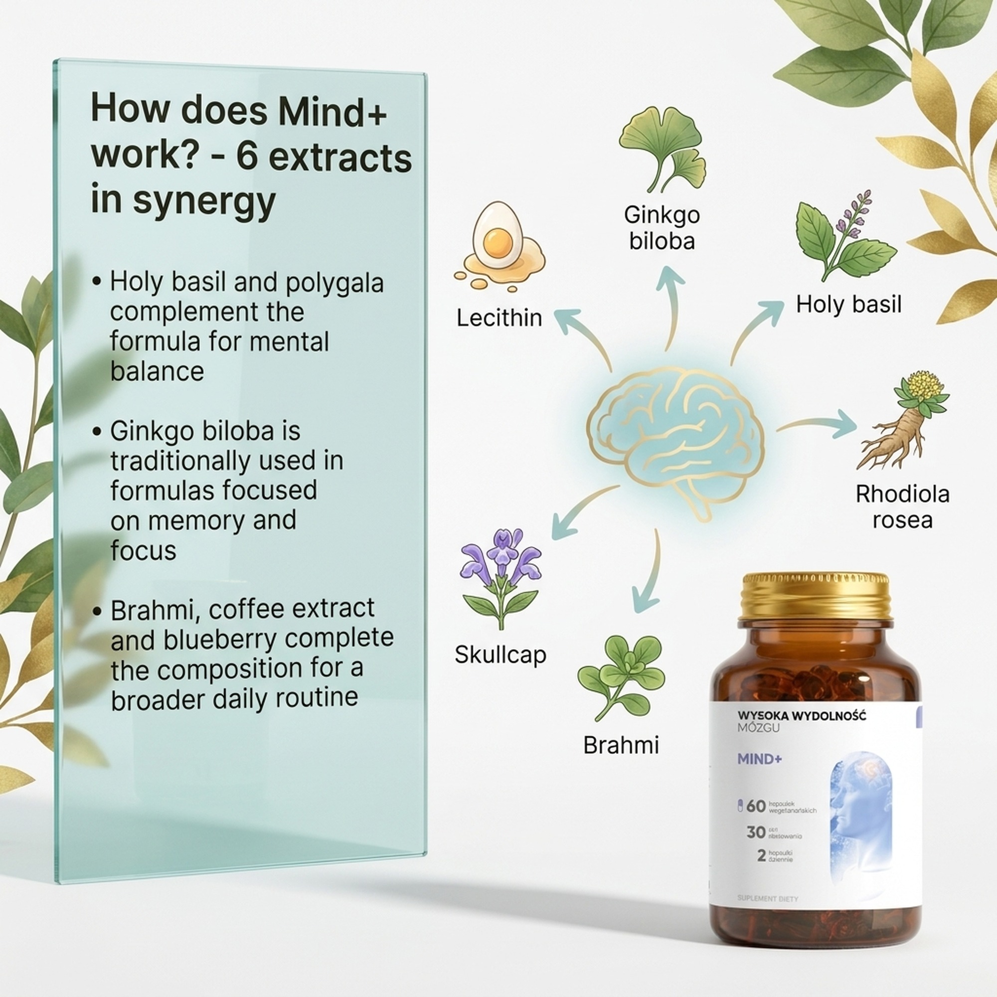 Mind+ - Holy Basil + Polygala + Ginkgo for Memory and Focus