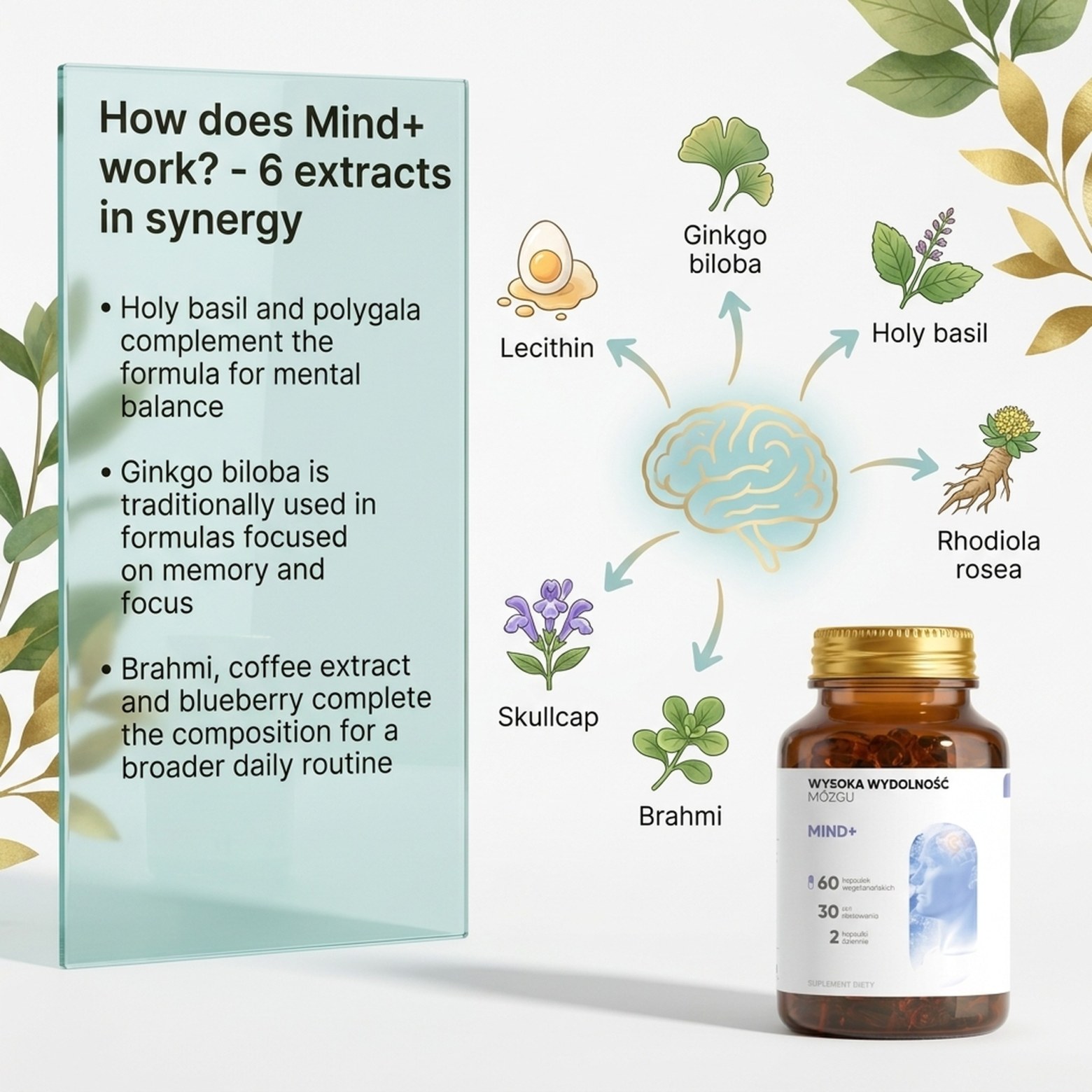 Mind+ - Holy Basil + Polygala + Ginkgo for Memory and Focus