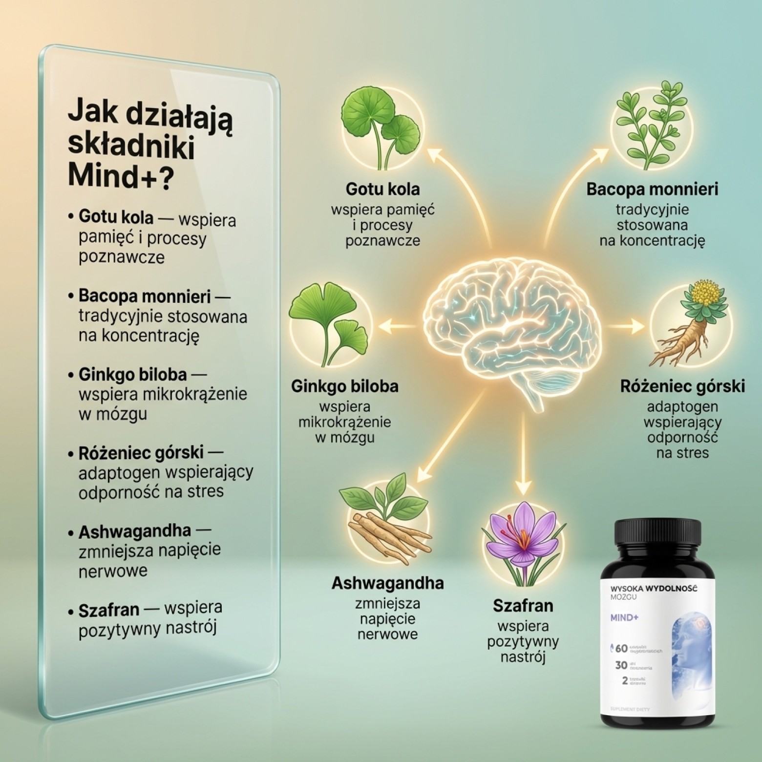 Mind+ - Bazylia święta + Krzyżownica + Miłorząb na pamięć i koncentrację