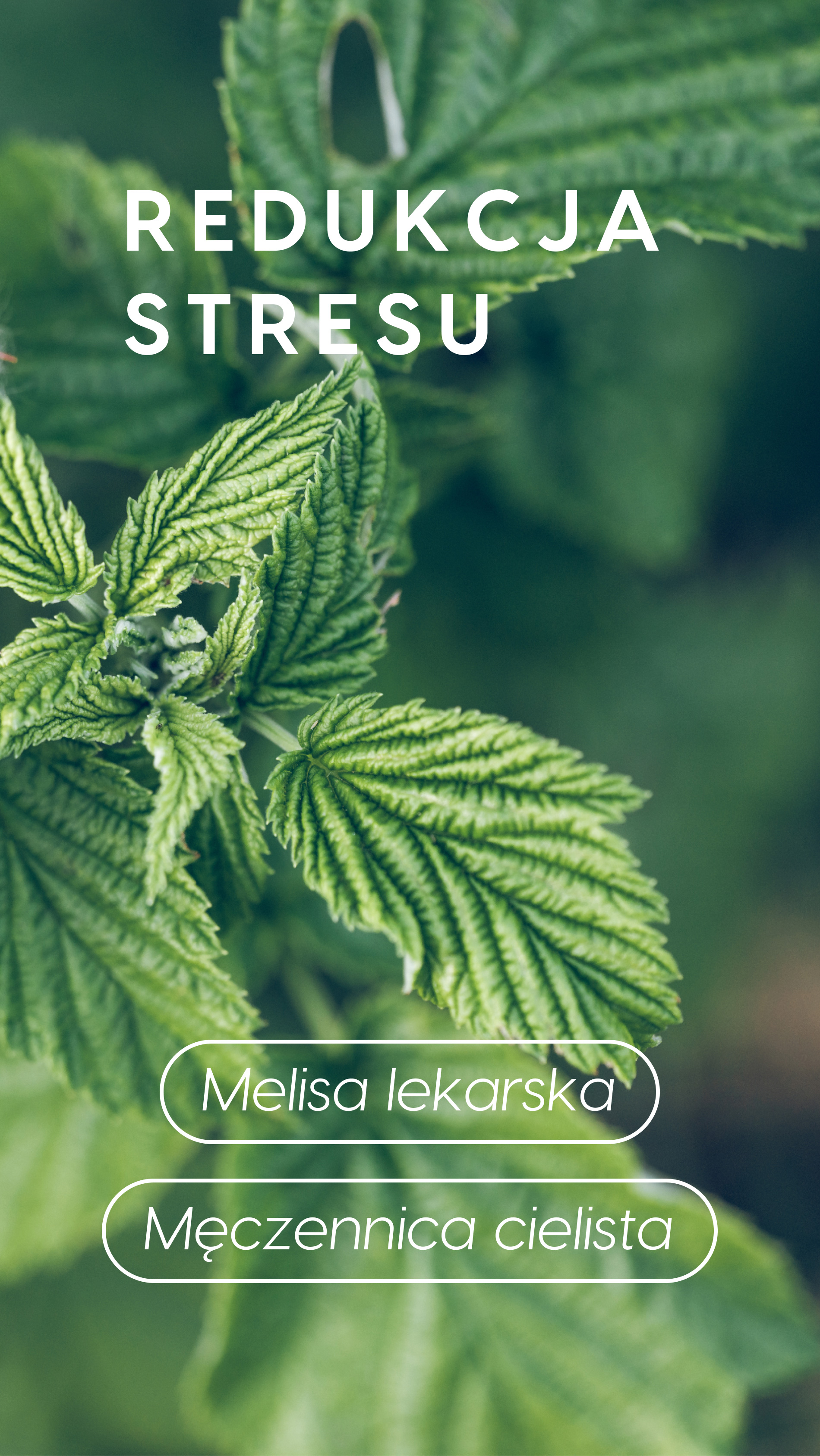 Neurostress+ - Męczennica + Szafran + Inozytol na redukcję stresu — story 1